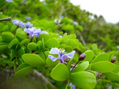 Blue Flowers