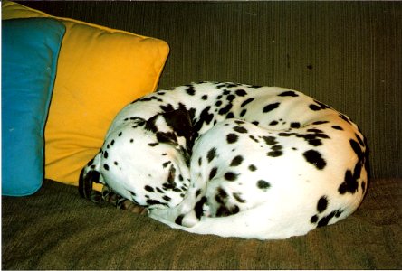 Curled Asleep