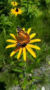 Nature summer spring