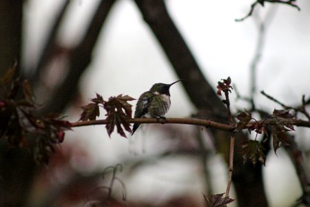 Ruby-throated Hummingbird photo