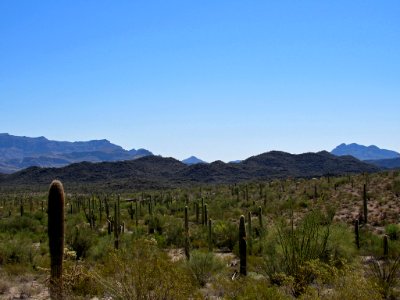 Organ Pipe Cactus NM in Arizona
