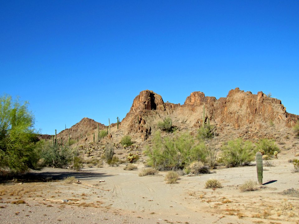 Organ Pipe Cactus NM in Arizona