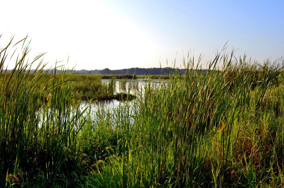 Long Meadow Lake Unit
