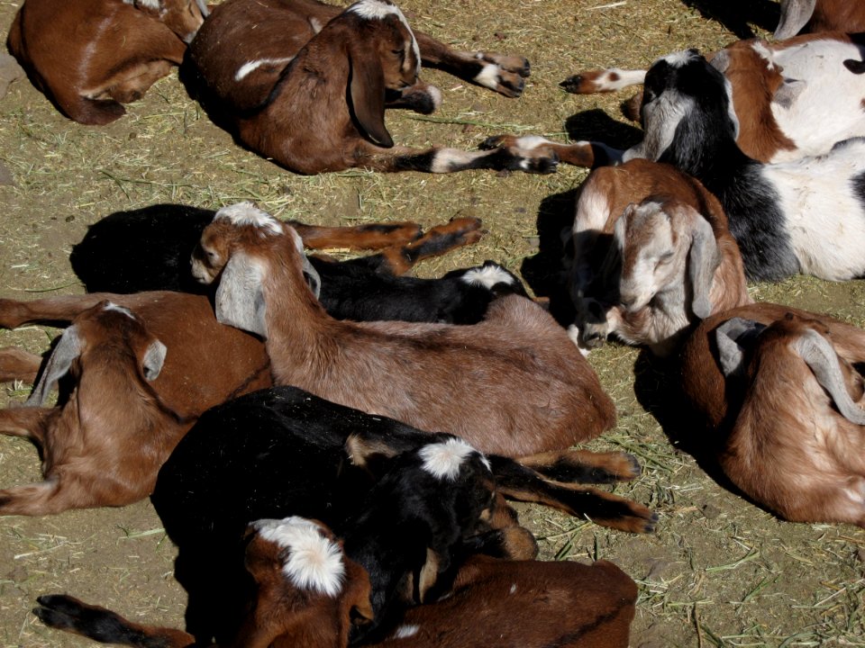 More Sleeping Goat Pups