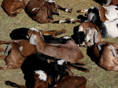 More Sleeping Goat Pups