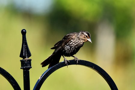 Red-winged blackbird (female) photo
