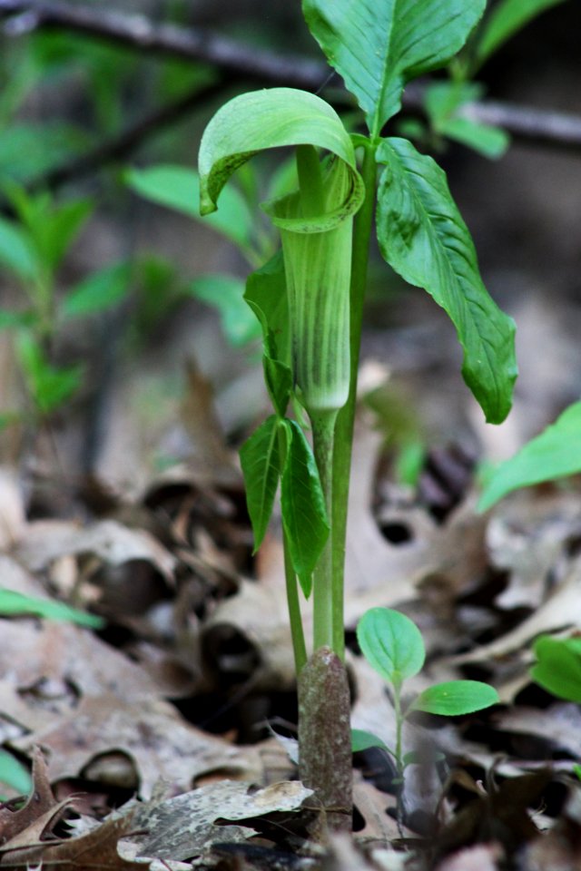 Jack-in-the-Pulpit