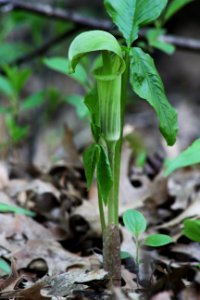 Jack-in-the-Pulpit photo