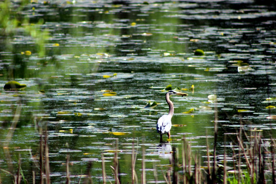 Great Blue Heron Snack
