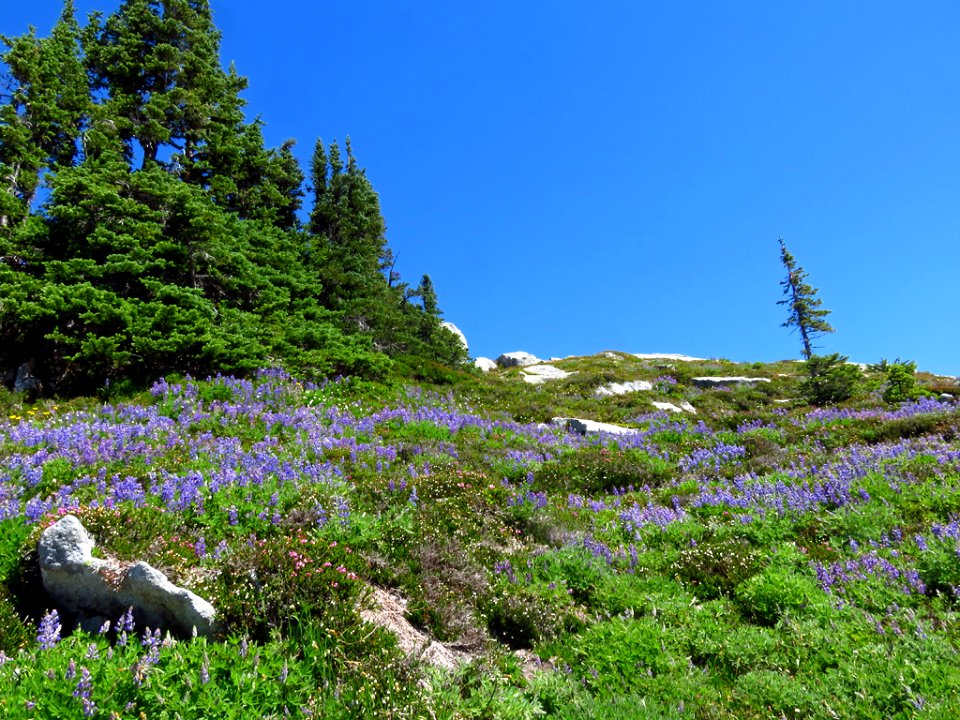Hidden Lake Trail at North Cascades NP in WA