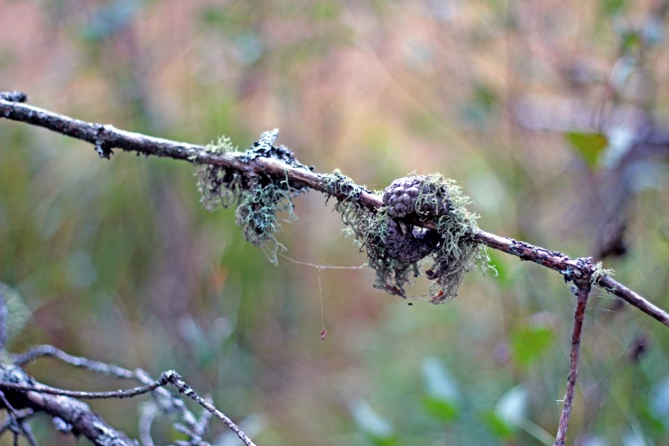 Lichen