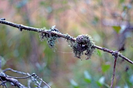 Lichen photo