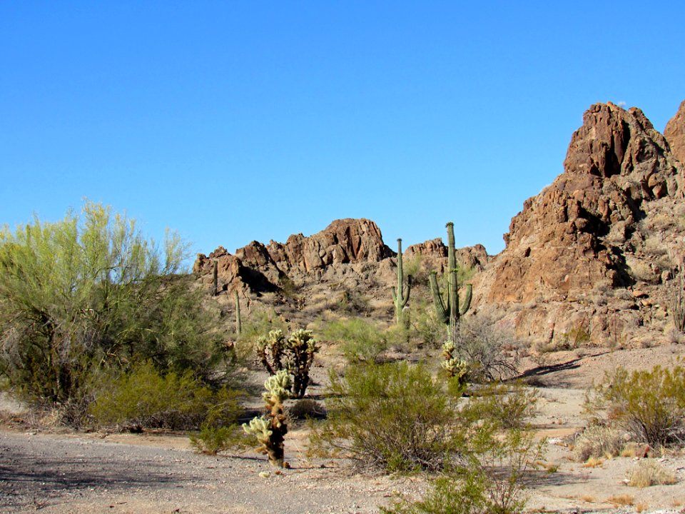 Organ Pipe Cactus NM in Arizona