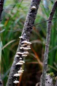 Fall Mushrooms photo