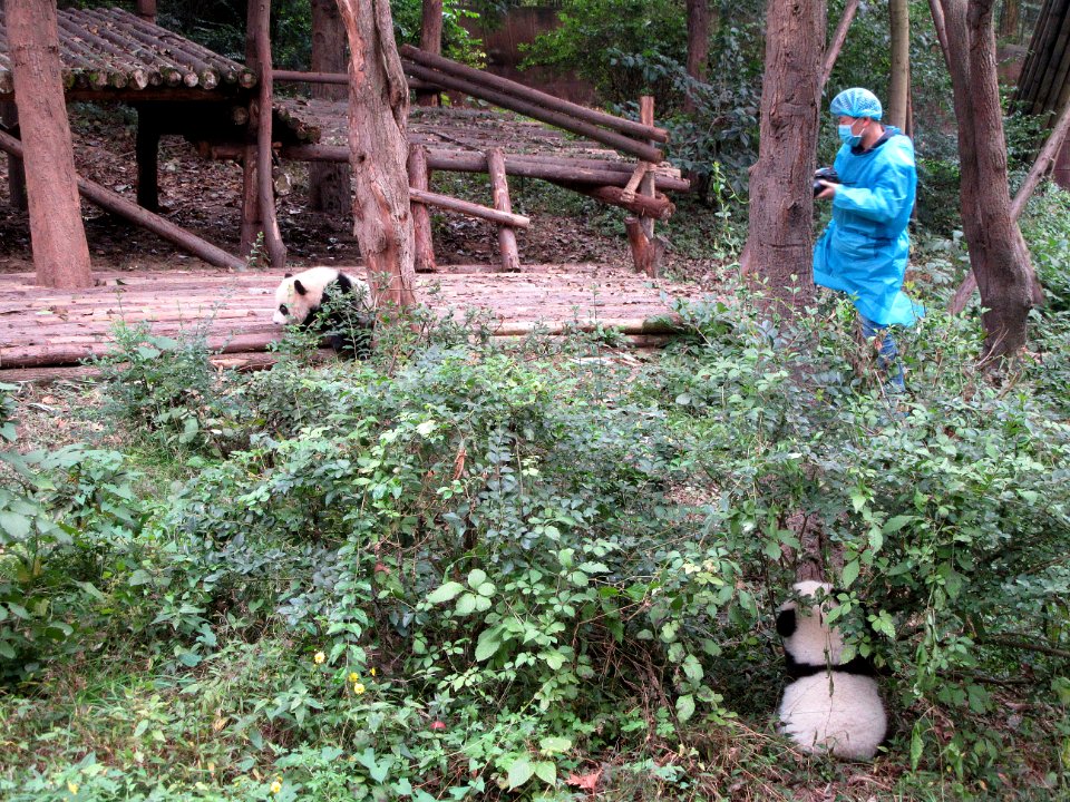 Baby Panda in bush Giant Panda Breeding Center Chengdu China