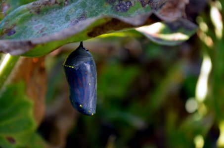 Monarch chrysalis one day before emerging photo