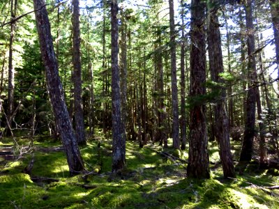 Ramona Falls Hike at Mt. Hood Wilderness in Oregon