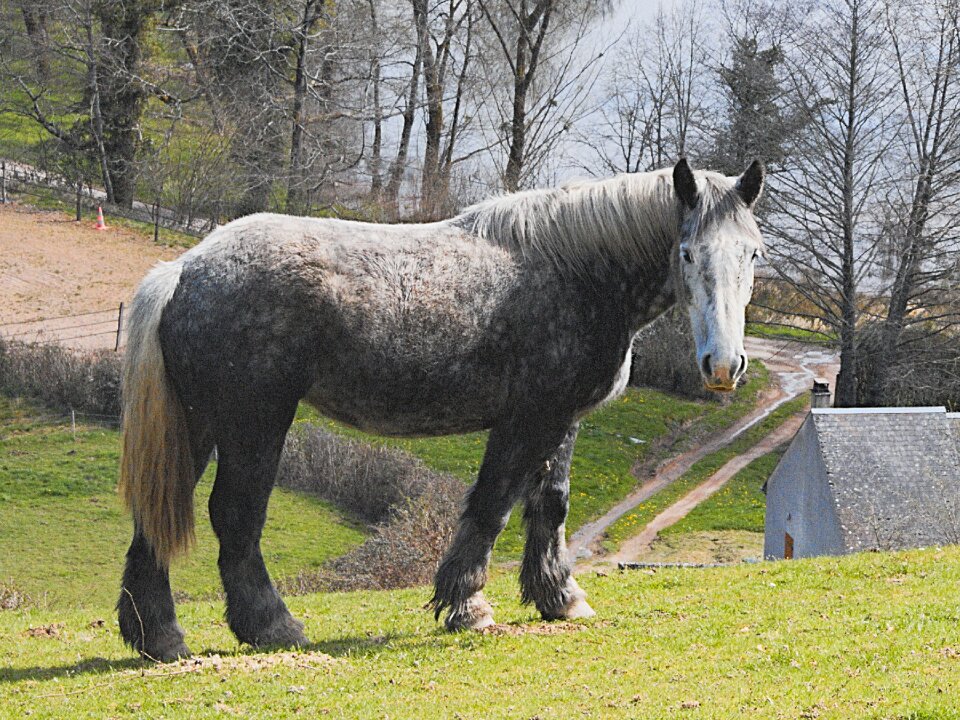 Horses animals morvan