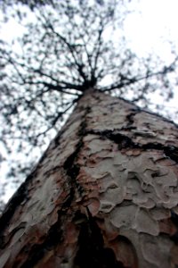 Red Pine at Seney National Wildlife Refuge