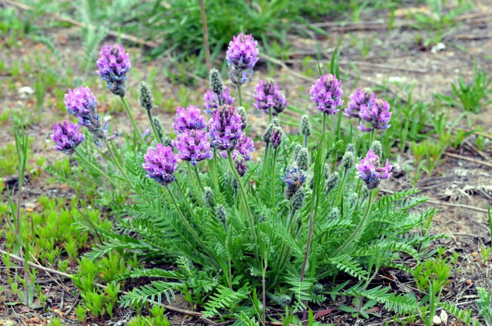 Fassett's Locoweed