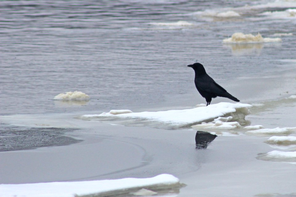 American Crow