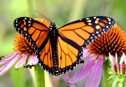 Male Monarch Butterfly photo