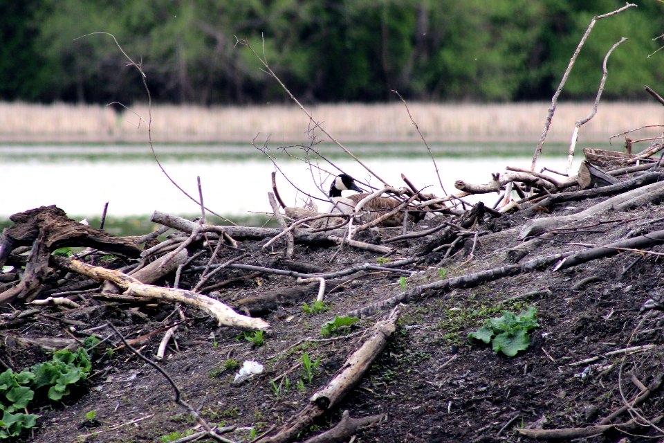 Nesting Canada Goose