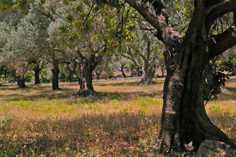 Log wood olives