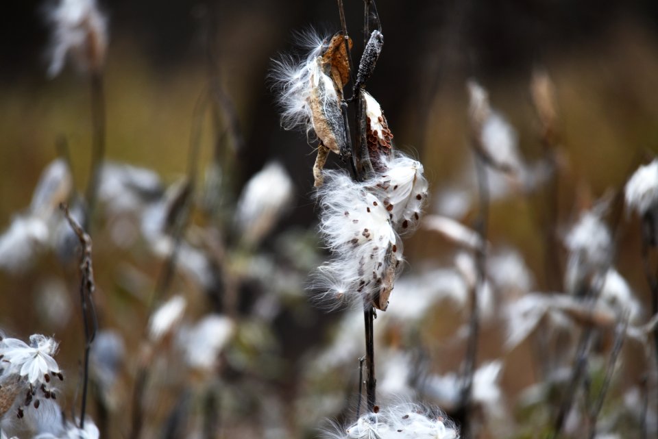 Common milkweed seeds at Crane Meadows National Wildlife Refuge