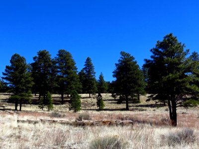 Sunset Crater Volcano NM in AZ