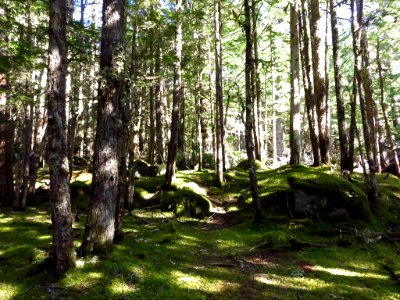 Ramona Falls Hike at Mt. Hood Wilderness in Oregon