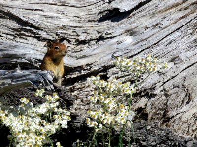 Ground Squirrel at Mt. St. Helens NM in WA photo