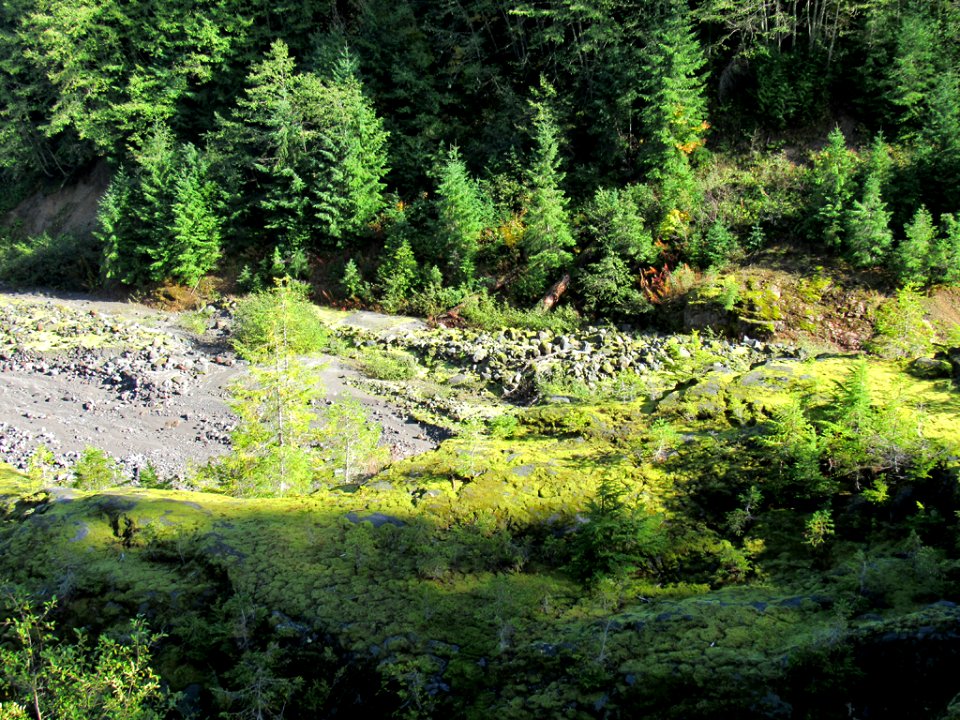 Lava Canyon Trail in Washington