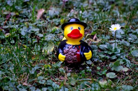 Costume black forest funny