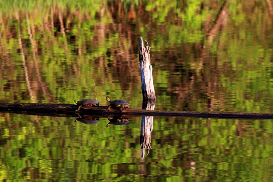 Western Painted Turtles