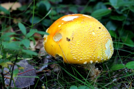 Fall Mushroom