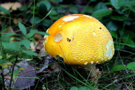 Fall Mushroom photo