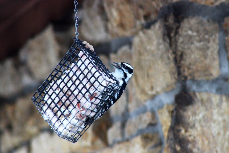 Downy Woodpecker on Suet