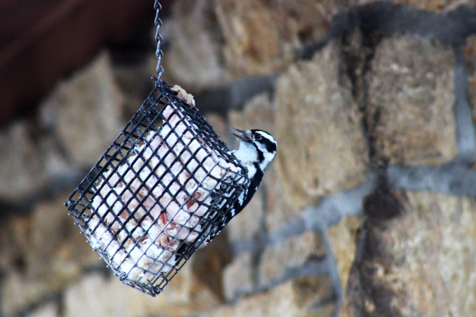 Downy Woodpecker on Suet photo