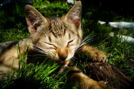 Pet fur tabby photo