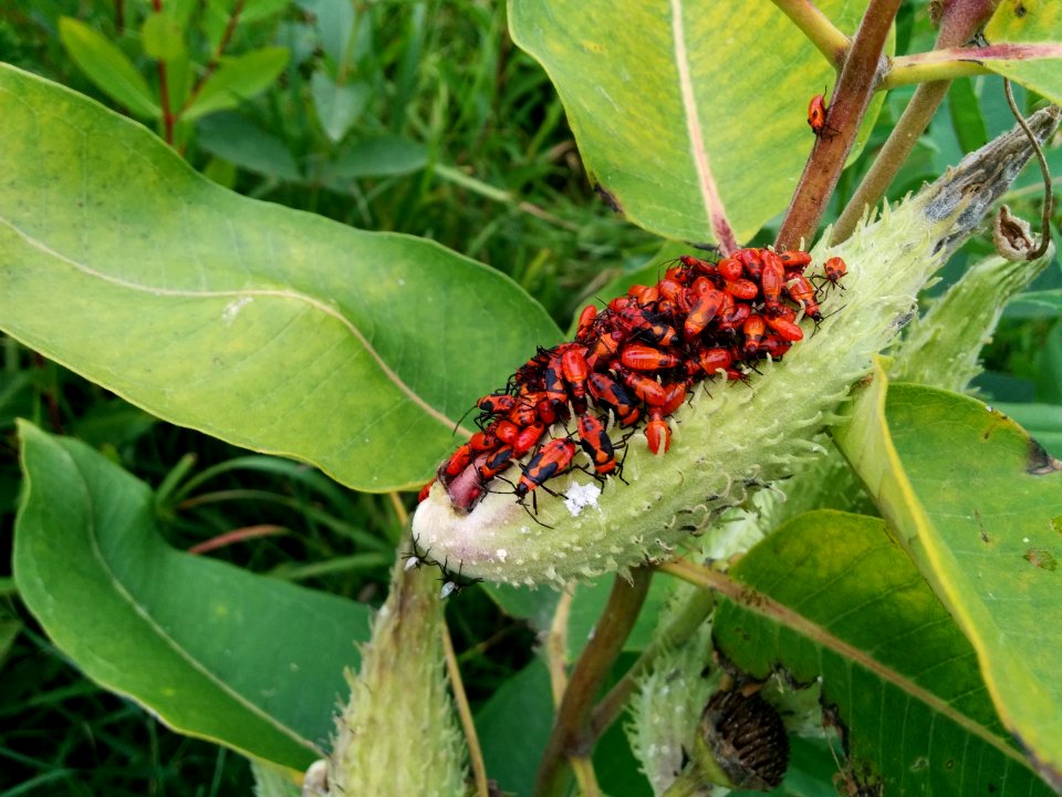 Young Milkweed Bugs