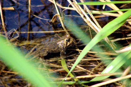 American Toad