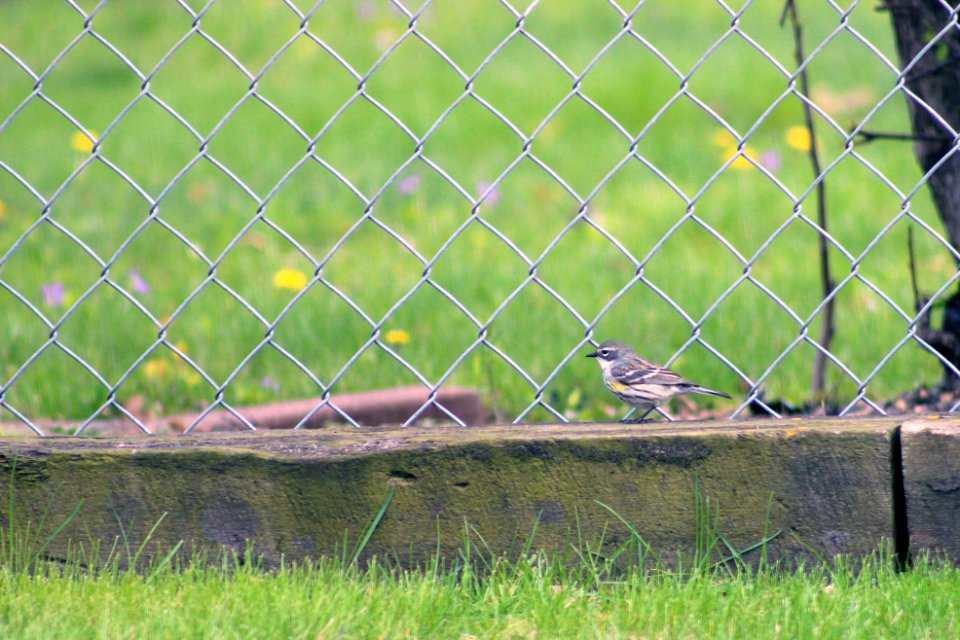 Yellow-rumped warbler