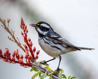 Black-throated Gray Warbler photo