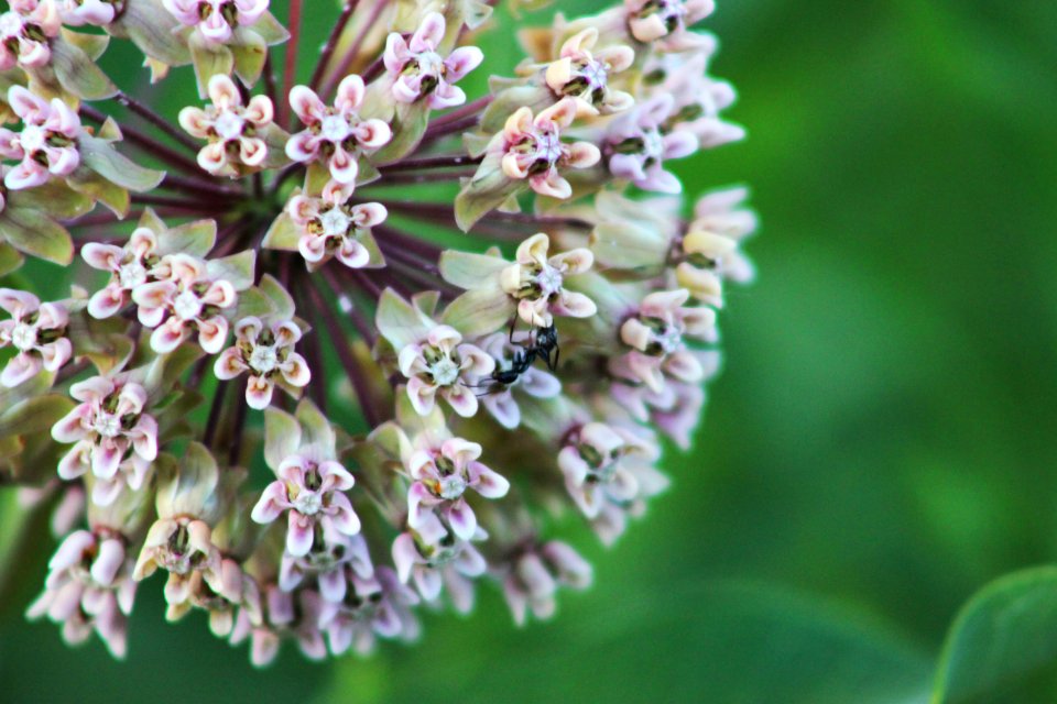 Ant Pollinating Common Milkweed photo