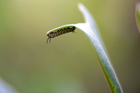 Monarch Caterpillar on Common Milkweed