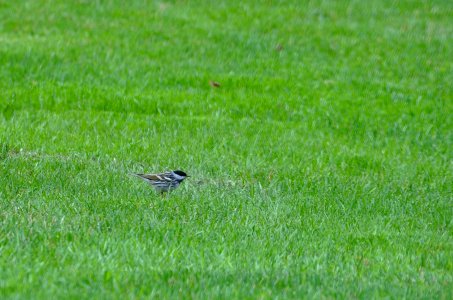Blackpoll Warbler photo