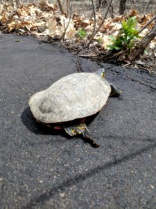 Painted Turtle Crossing a Path