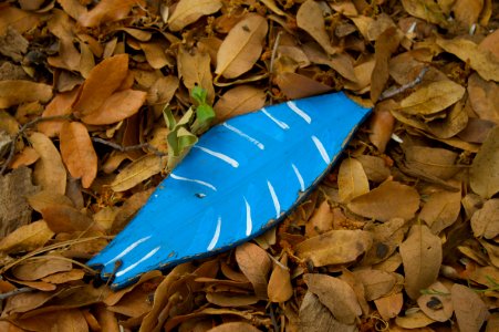 A Wing Has Fallen