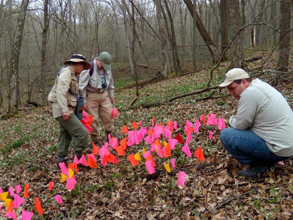 Dwarf trout lily survey: April 14, 2010 photo